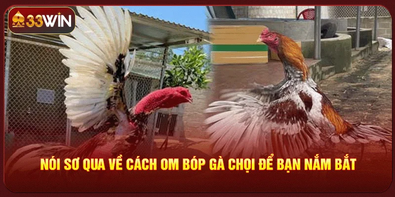 Cách Om Bóp Gà Chọi Đúng